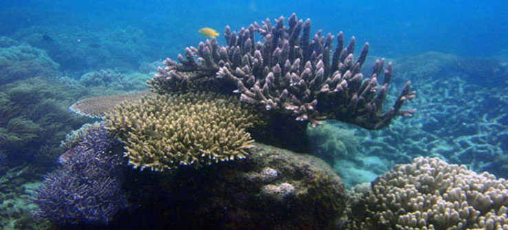 Recovery of the Great Barrier Reef 