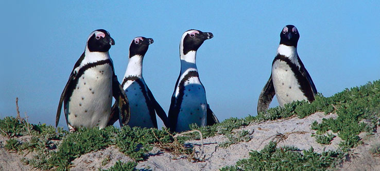South African Penguins 