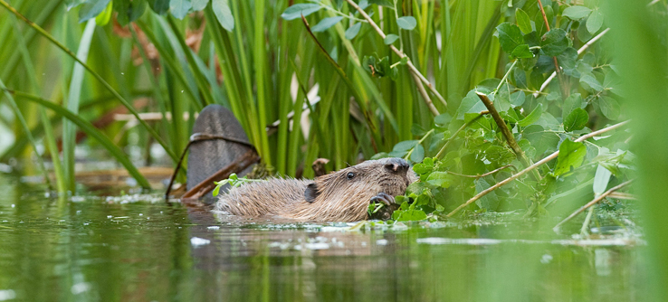 Tracking Beavers through German Waters